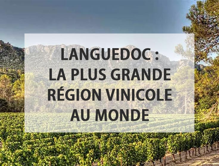 Languedoc, l'eldorado du vin